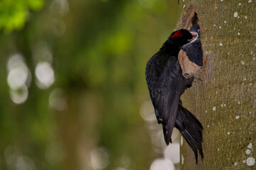 Schwarzspecht, bird, tier, wild lebende tiere, natur, black