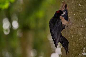 Schwarzspecht, bird, tier, wild lebende tiere, natur, black