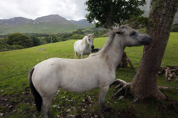Freilebende Pferde in Irland