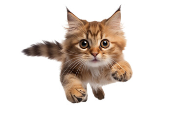 Obraz premium cat is playing / hunting, isolated on white/ transparent background