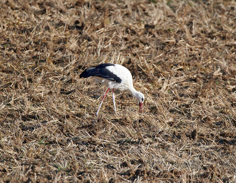 Storch auf einen umgepfl&uuml;gten Acker
