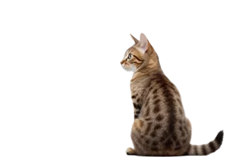 Foto op Plexiglas cat sitting, view from back, isolated/ transparent on white background © Lucas
