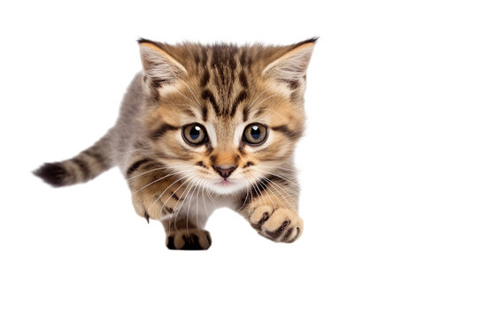cat is playing / hunting, isolated on white/ transparent background