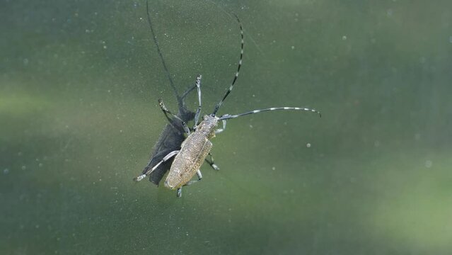 Sawyer beetle. Monochamus galloprovincialis. Beetle crawling on a reflective surface.