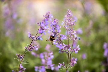 Bumblebee Pollinating Mint Blossom