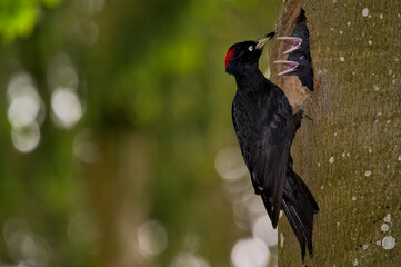 Schwarzspecht, bird, tier, wild lebende tiere, natur, black