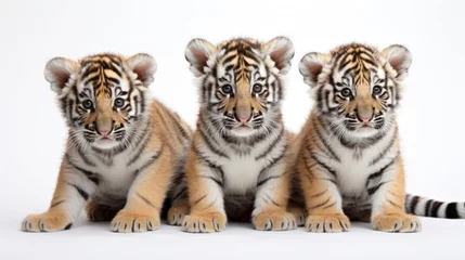 Fototapeten Group of cute tiger cubs on a white background © Veniamin Kraskov