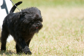 Affenpinscher close-up walking on the green grass of a show ring