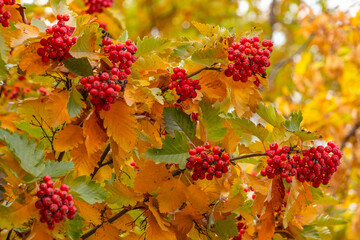 Red viburnum berries in the autumn park, golden season, fall, color background