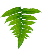 Wart fern leaf, Ornamental foliage, Fern isolated on white background, with clipping path