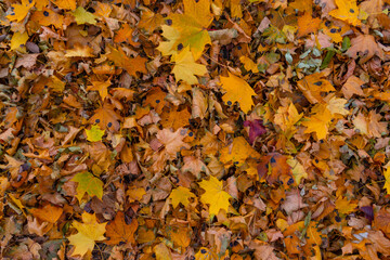 Background of colorful autumn leaves, bright autumn colors, fall, copy space