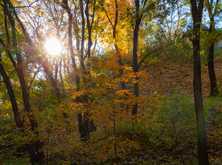 Autumn city park, yellow-red tree leaves, autumn colors, nature and peace, fall