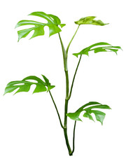 Monstera tetasperma or monstera mini leaf, isolated on white background.