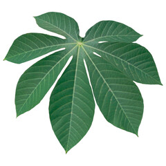 Tropical leaves isolated on white background. Beautiful tropical exotic foliage