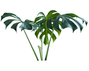 Monstera deliciosa leaf, isolated on white background, with clipping path