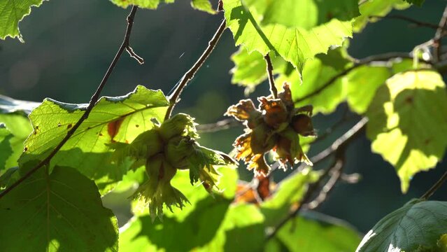 Close up view of hazelnut, filbert on tree. 
Hazelnut growing on tree.