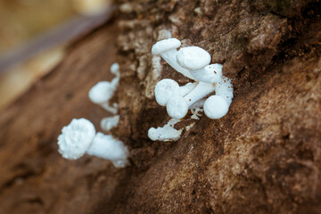 A small mushroom clings to a dead tree. mushroom photography, mushroom growing, discovering mushroom evolution, selective focus, strength, well being, background, hardwood, india, panorama,