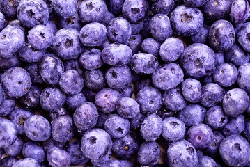 Freshly picked blueberries with water drops as background. Blueberries close up