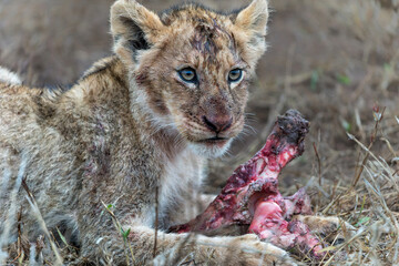 Lion cub eating in the bush of Sabi Sands Game Reserve in South Africa