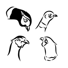 Hand drawn of an pheasant, sketch. Vector illustration isolated on a white background.