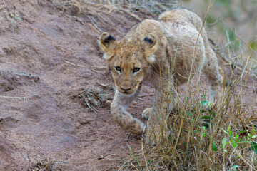 Lion cub walking after a big meal in the bush of Sabi Sands Game Reserve in South Africa