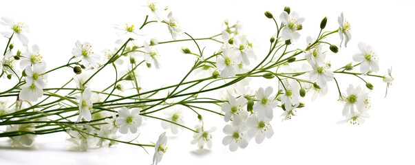 Obraz na płótnie Canvas Gipsophila flowers on a white background