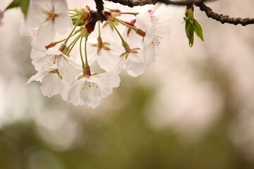 ピンクの桜の花