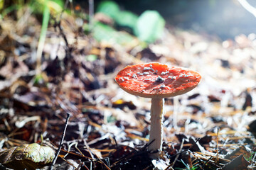 Autumn season. Amanita muscaria (fly agaric) mushroom in autumn forest, autumnal background in woods. Harvest fungi concept. Fly agaric, wild poisonous red mushroom in autumn fallen leaves