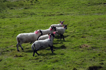 Schafherde in Irland