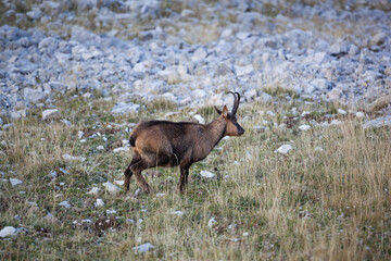 Camoscio abruzzese