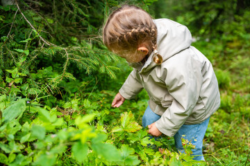 Little girl in forest of Alps picking wild strawberries at the morning in summer day