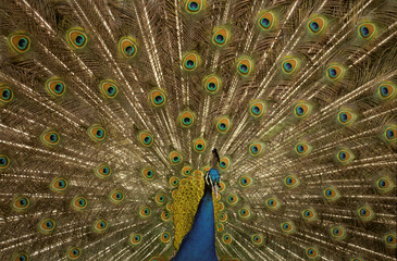 Obraz premium Paon bleu,.Pavo cristatus , Indian Peafowl