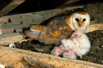 Chouette effraie; Effraie des clochers; Tyto alba; Western Barn Owl; nid,
