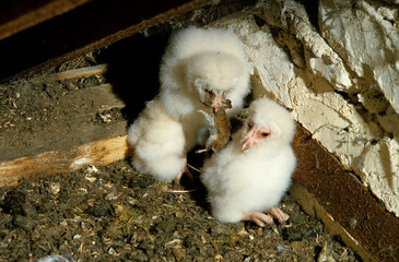 Chouette effraie; Effraie des clochers; Tyto alba; Western Barn Owl; nid,