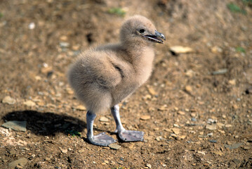 Grand Labbe,.Stercorarius skua, Great Skua,  jeune