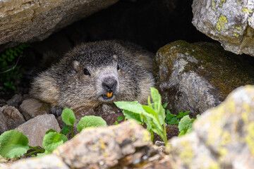 marmotte des pyrénées