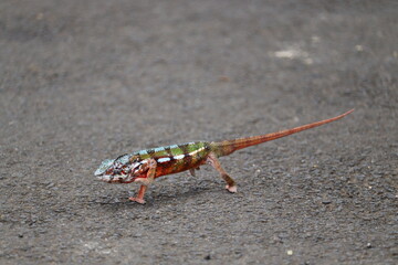 chameleon walking on grey road macro