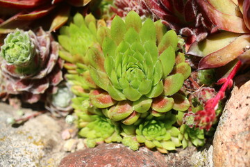 Rojnik California Sempervivum