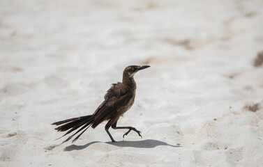 Closeup of a black bird on a beach
