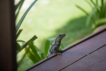 Closeup of a lizard outside on a deck