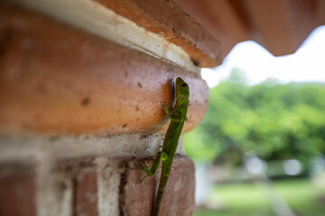 Closeup of a green gecko