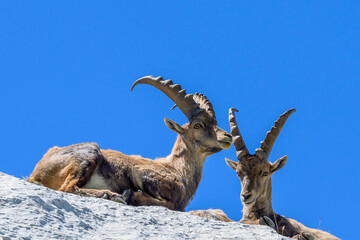 Bouquetin du vercors