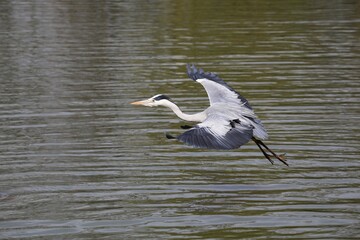 Grey heron in flight over water