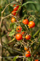 tomatoes on a branch