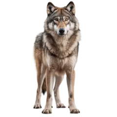 Rolgordijnen wolf isolated on transparent background cutout © NI