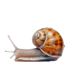 Snail isolated on transparent background cutout
