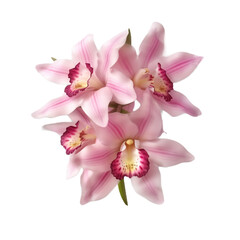 Fototapeta na wymiar pink lilies isolated on transparent background cutout