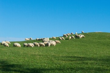 Fototapeta na wymiar Des moutons blancs broutent dans un champ