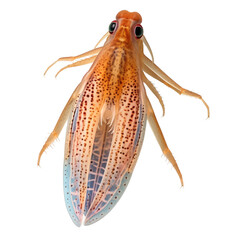 Cockroach isolated on transparent background cutout