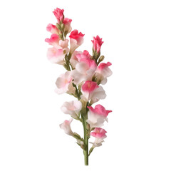 Fototapeta na wymiar orchid pink isolated on transparent background cutout